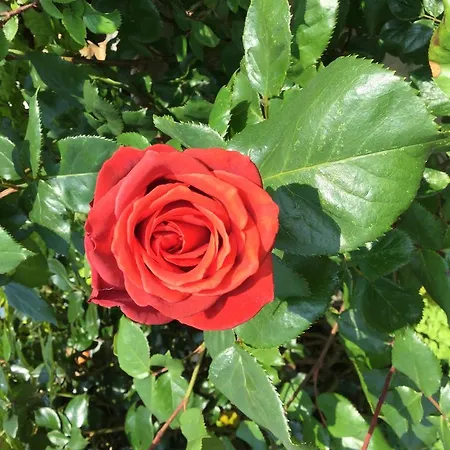 Feriehus La Maisonnette De *