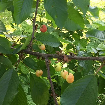 Feriehus La Maisonnette De